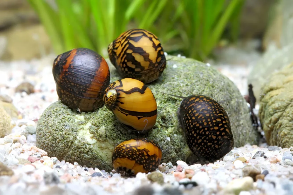 Image of batik snail neritina variegata