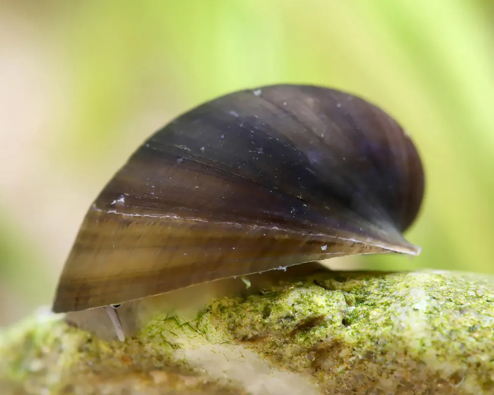 Image of batmanschnecke neripteron tahitensis