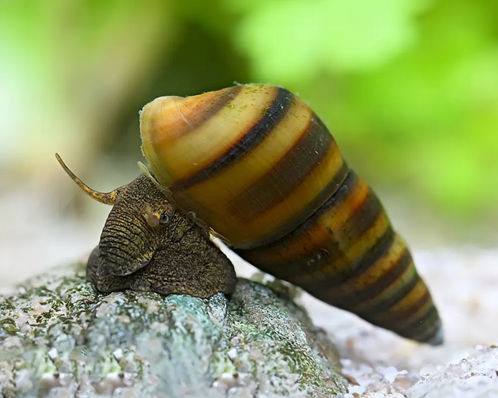 Image of bee snail brotia dautzenbergiana