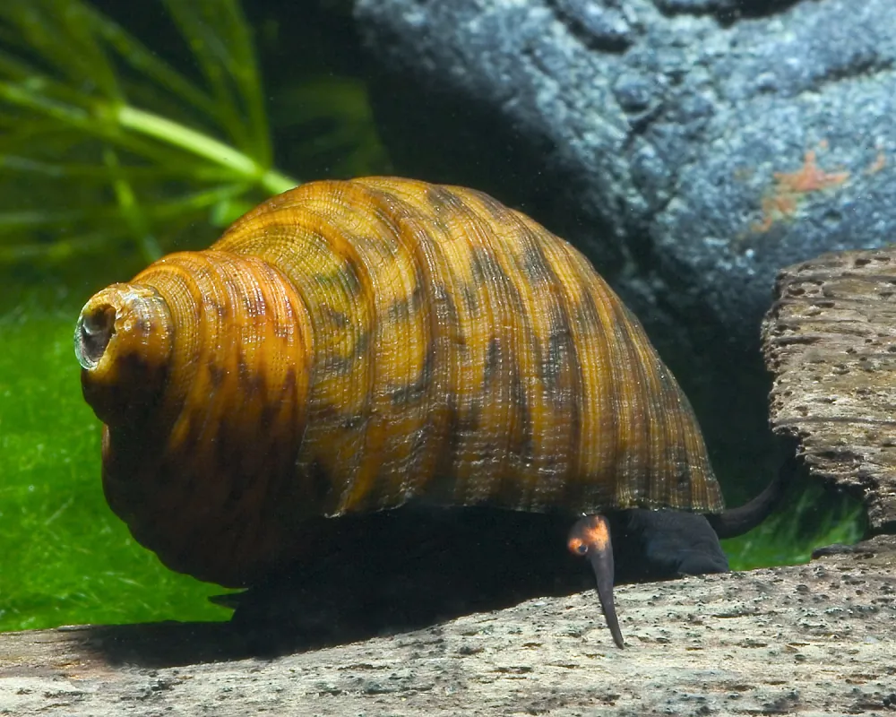 Paludomus loricatus (Bella Algae Snail)