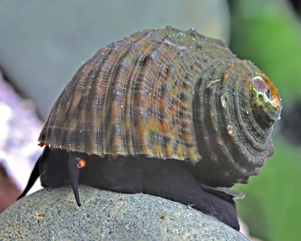 Image of bella algae snail paludomus loricatus