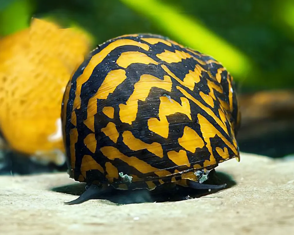 Neritina sp. (Big Stripe Mosaic Racing Snail)