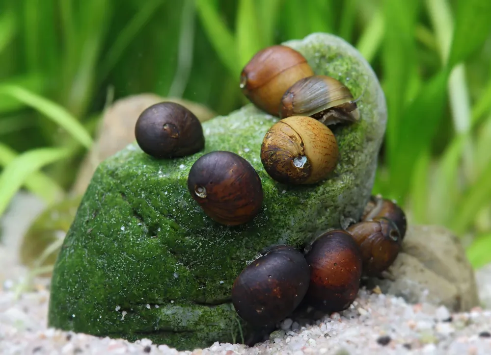 Image of black fancy geweihschnecke clithon sp