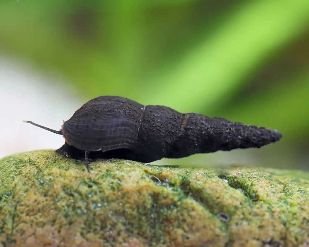 Melanoides maculata (Black Lace Snail)