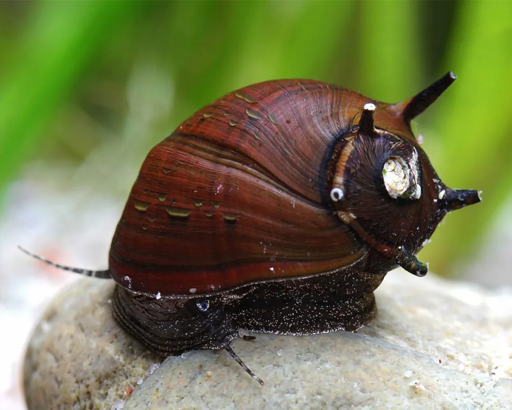 Clithon corona (Black Staghorn Snail)