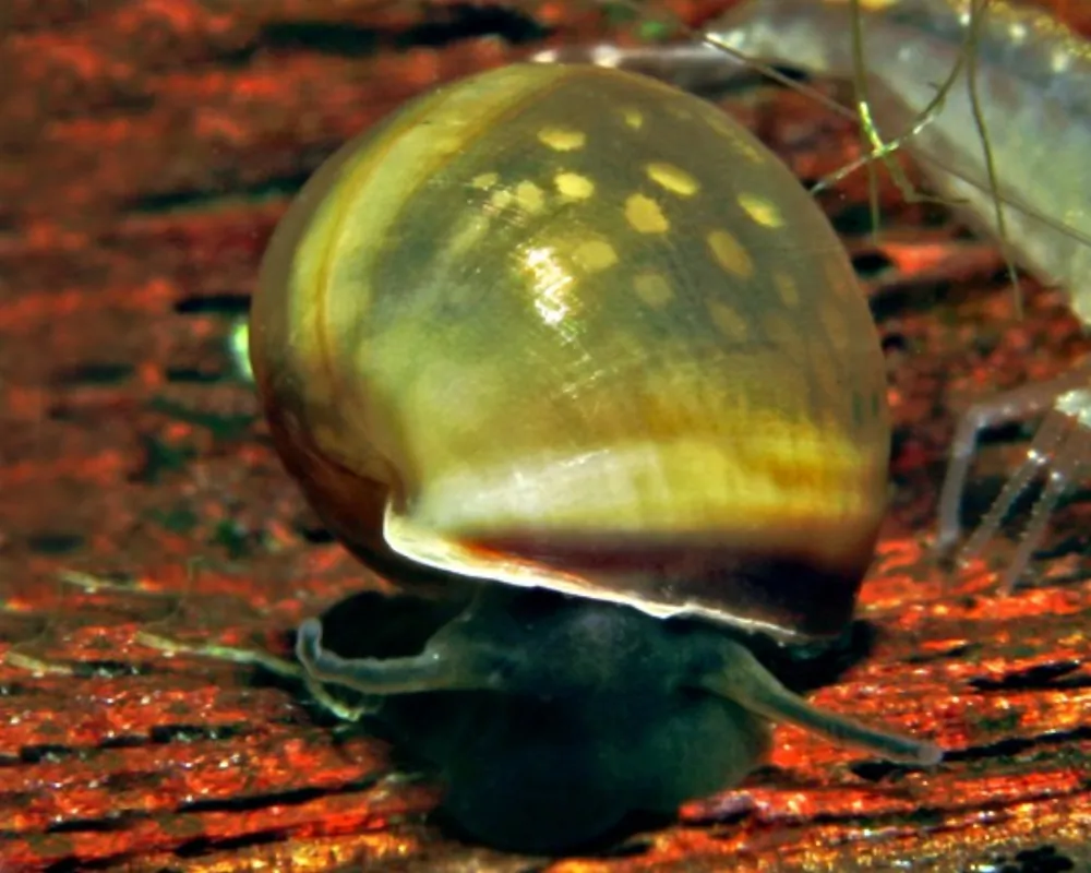 Physa marmorata (Marbled Bladder Snail)