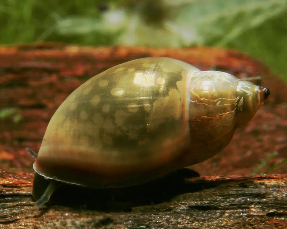 Image of blasenschnecke physa marmorata