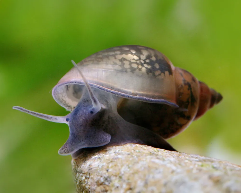Image of blasenschnecke physa marmorata
