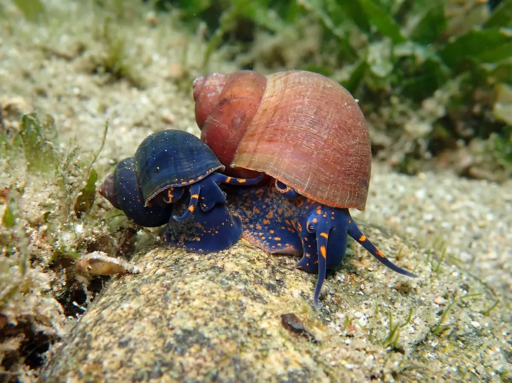 Image of blue berry snail viviparus sp