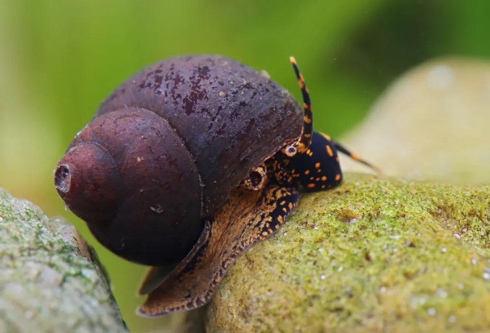 Image of blue berry snail viviparus sp