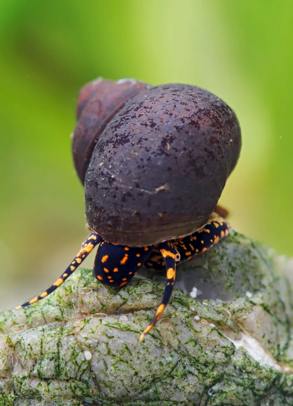 Image of blue berry snail viviparus sp