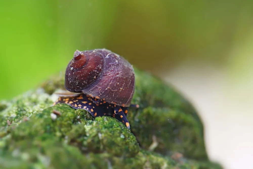 Image of blue berry snail viviparus sp