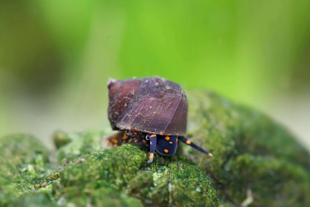 Image of blue berry snail viviparus sp