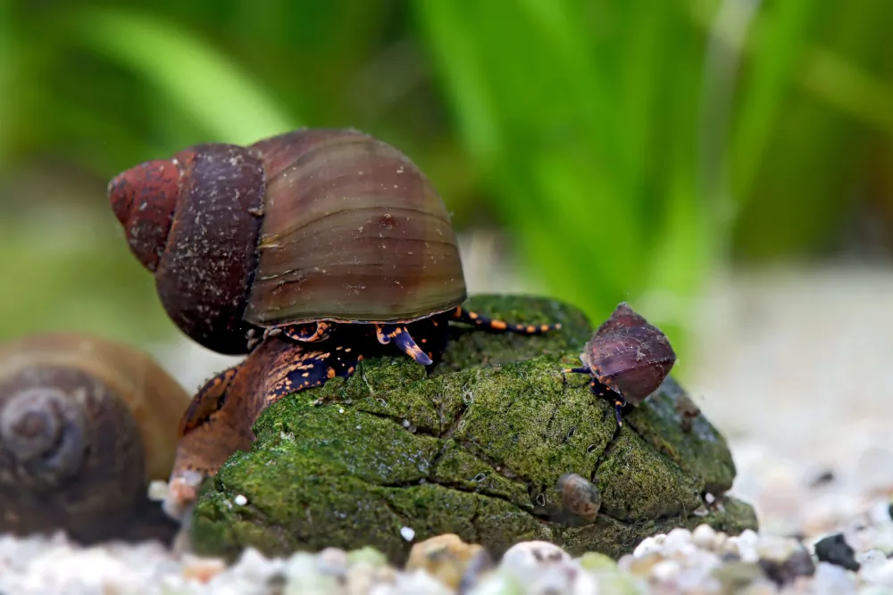 Image of blue berry snail viviparus sp