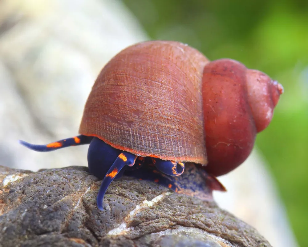 Image of blue berry snail viviparus sp