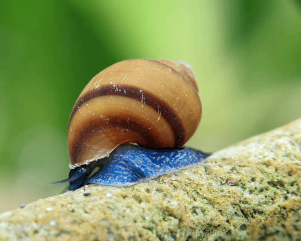 Image of blue jelly schnecke taia sp