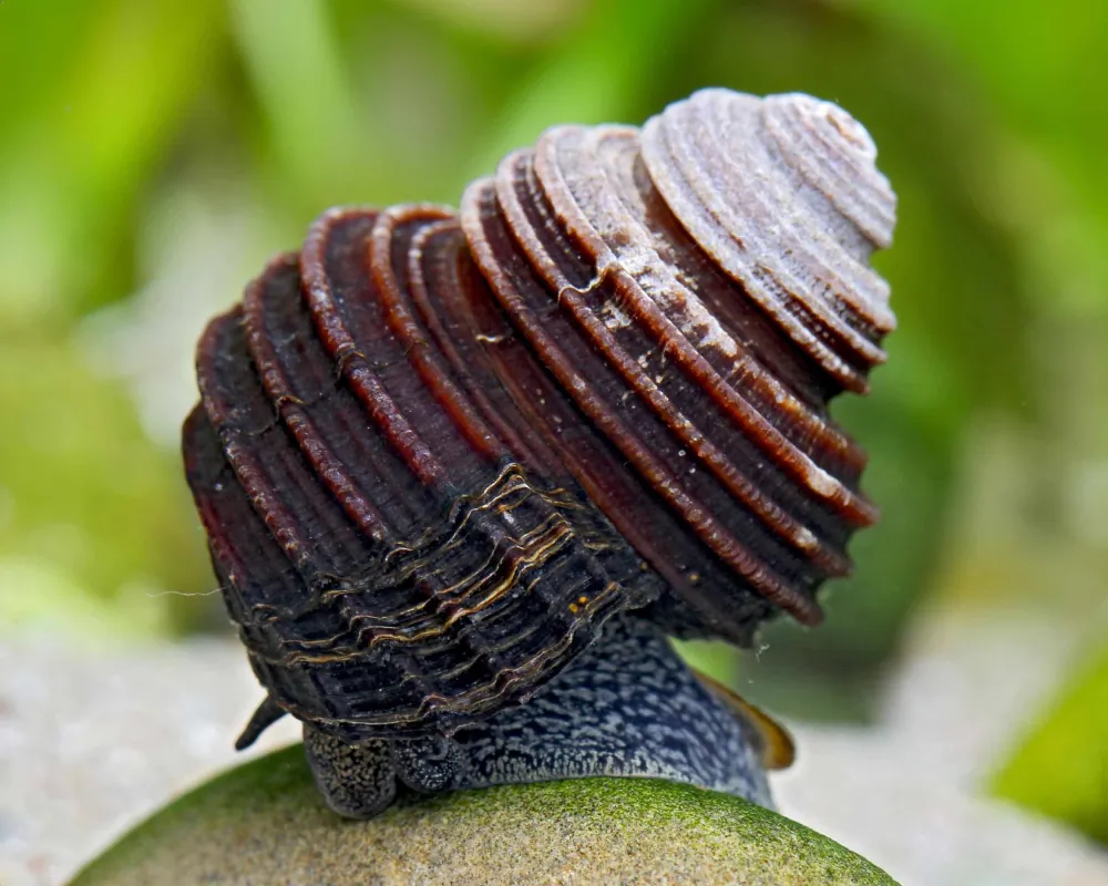 Celetaia persculpta (Blue Turbo Snail)