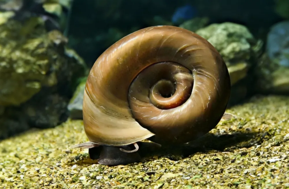 Planorbella duryi duryi (Brown Ramshorn Snail)