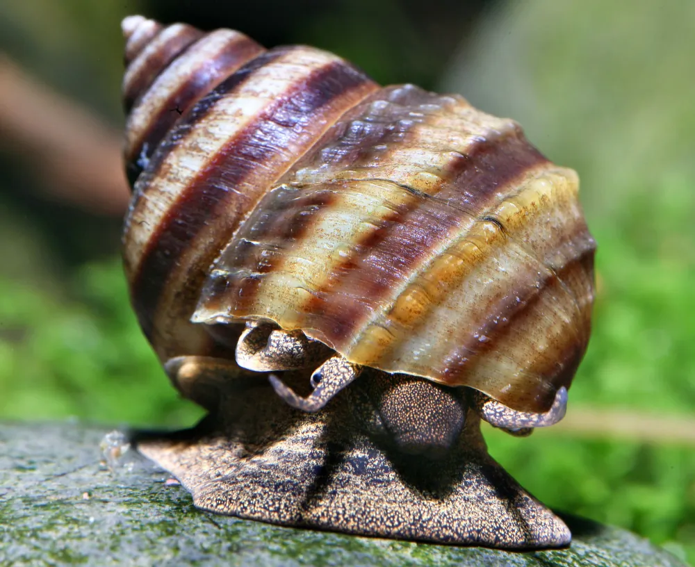 Taia naticoides (Piano Snail)