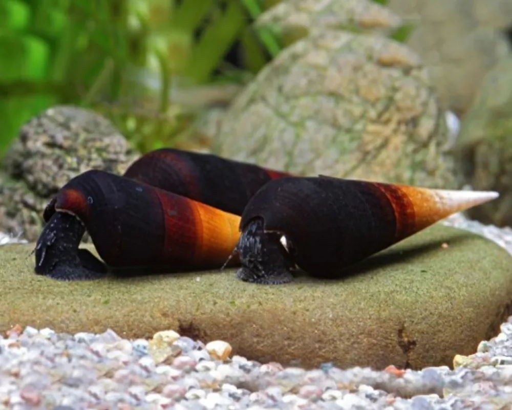 Faunus ater (Cappuccino Snail)