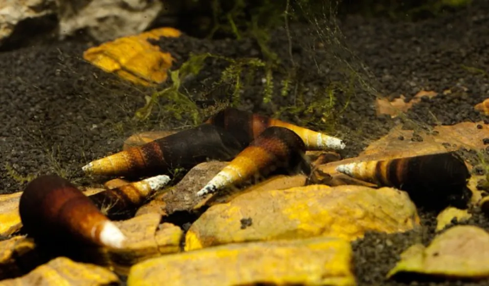 Image of cappuccinoschnecke faunus sp