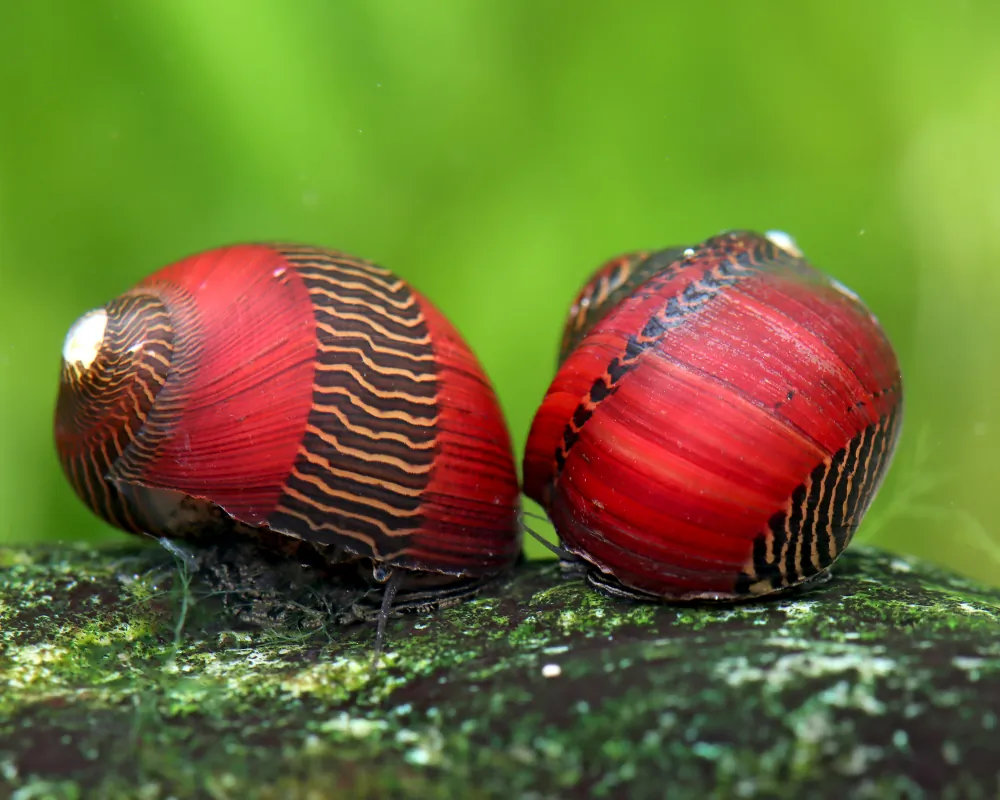 Vittina waigiensis (Deadpool Rennschnecke)