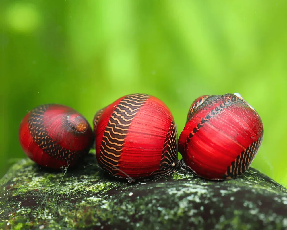 Image of deadpool rennschnecke vittina waigiensis