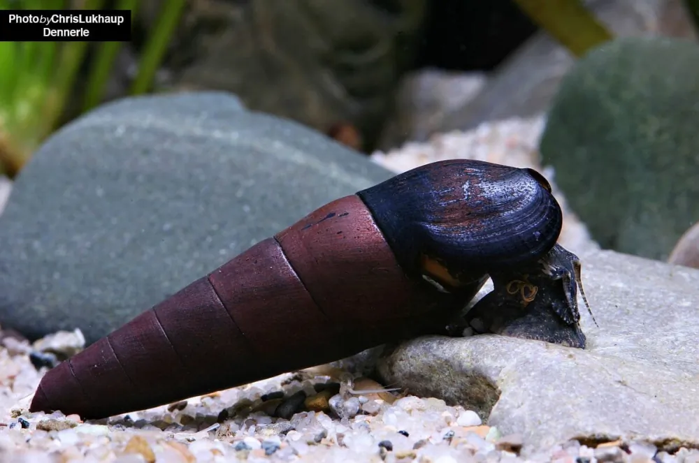 Faunus ater (Devil's Thorn Snail)