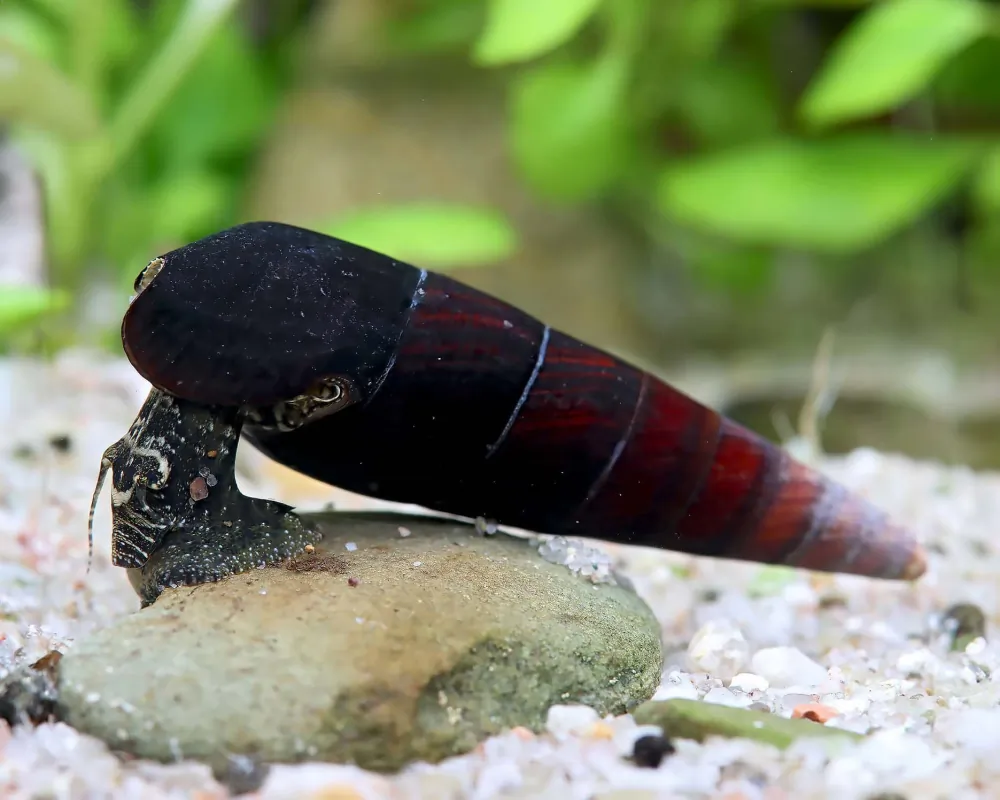Image of devil s thorn snail faunus ater
