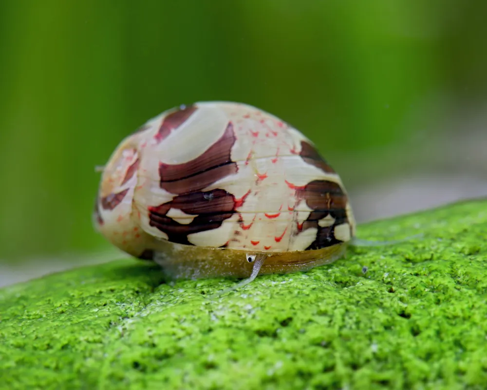 Clithon sowerbyanum (Fancy Antler Snail)