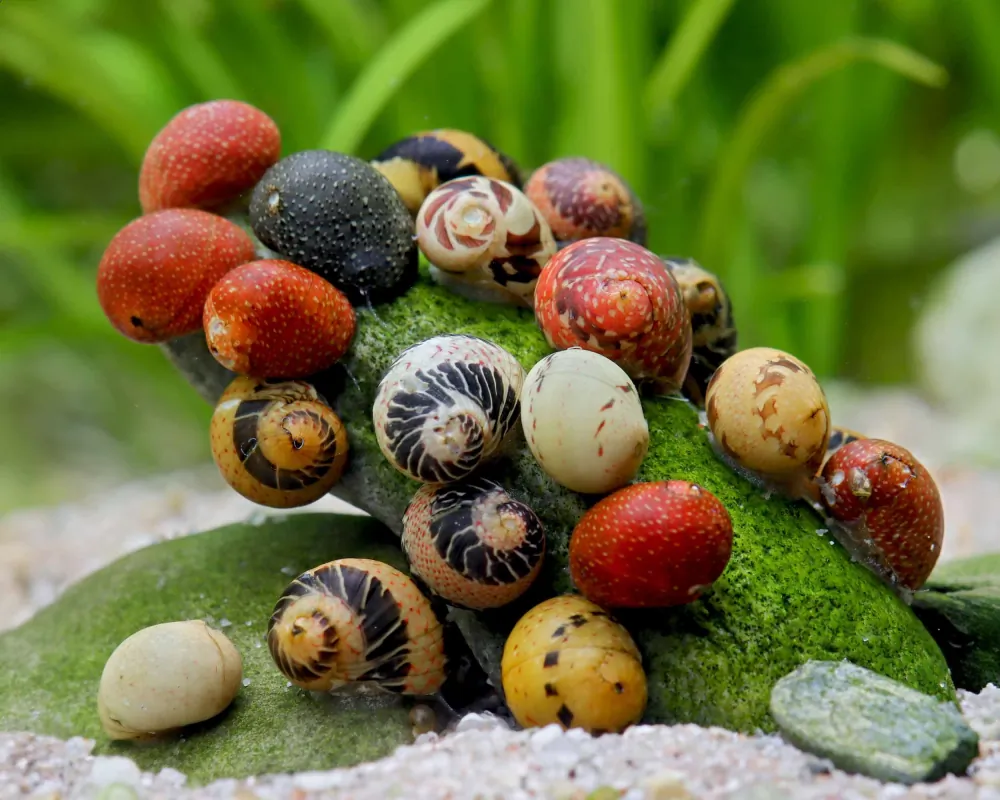 Image of fancy antler snail clithon sowerianum