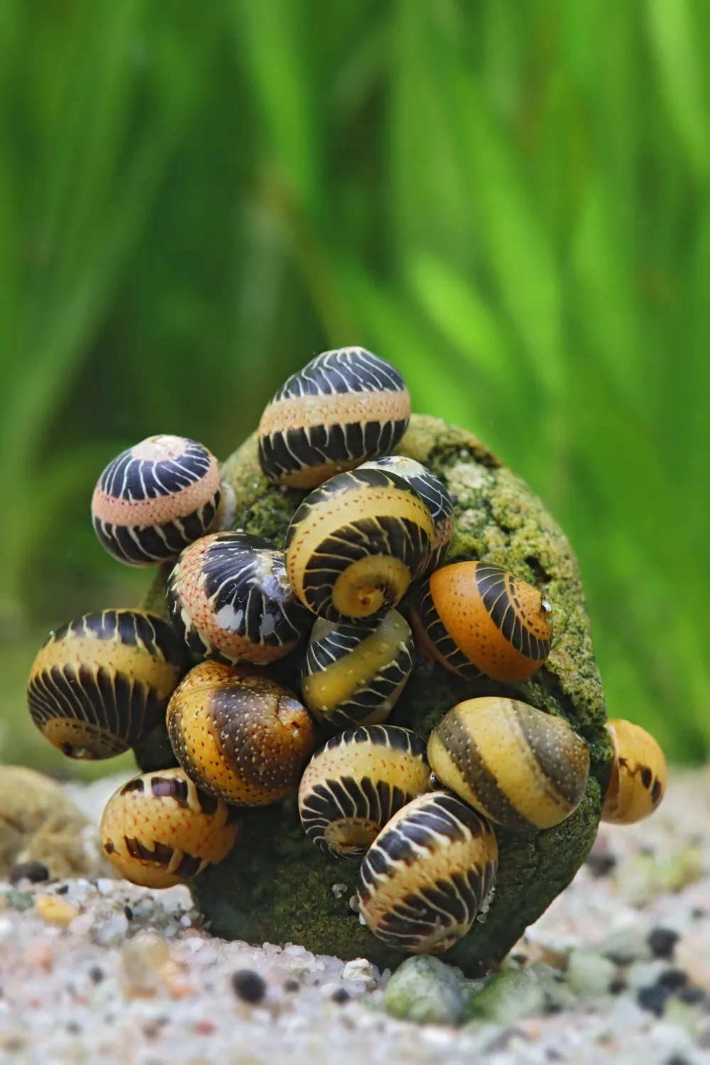 Clithon sowerianum (Fancy Track Snail)