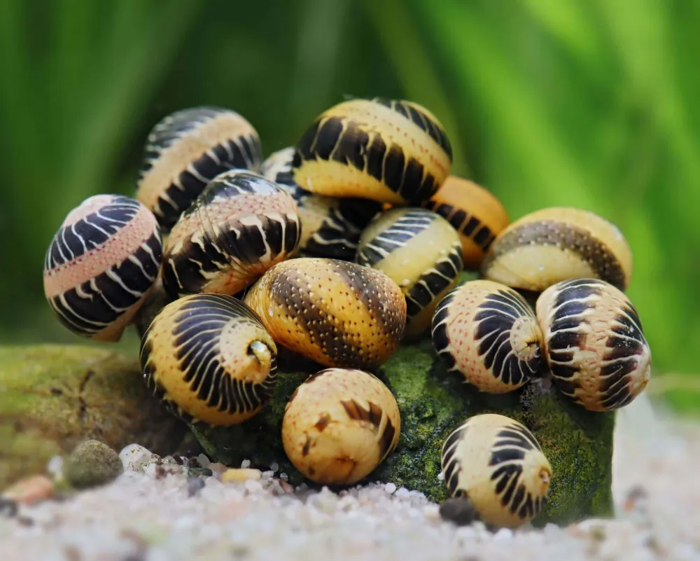 Image of fancy track snail clithon sowerianum