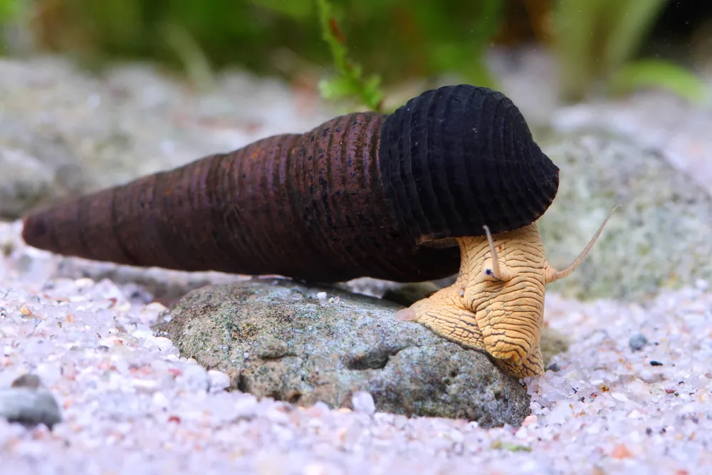 Image of gelbe perlhuhnschnecke tylomelania sp. yellow
