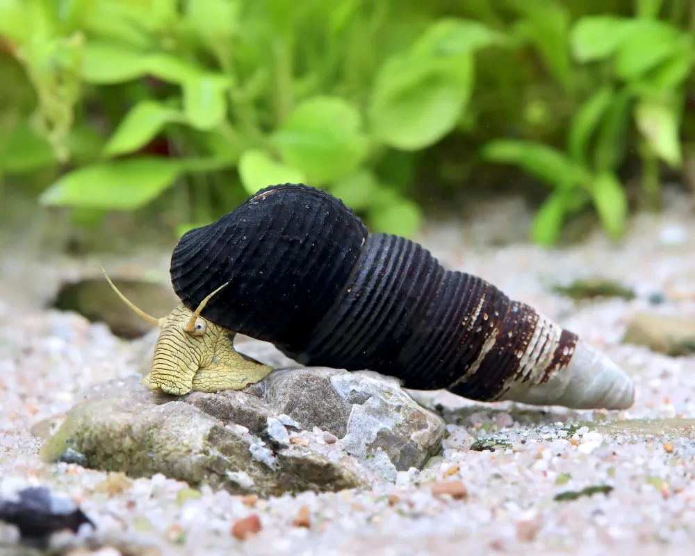 Image of gelbe perlhuhnschnecke tylomelania sp. yellow