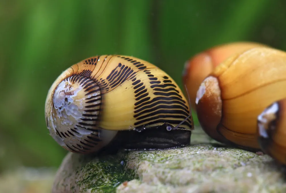 Image of gelbe rennschnecke vittina waigiensis