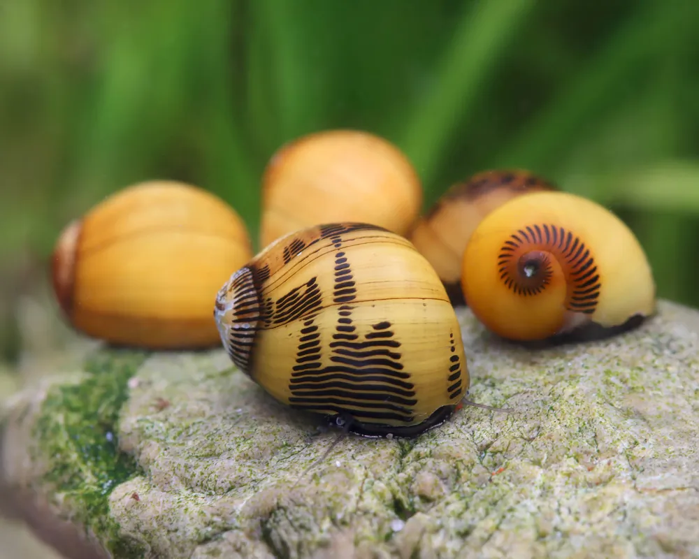 Image of gelbe rennschnecke vittina waigiensis