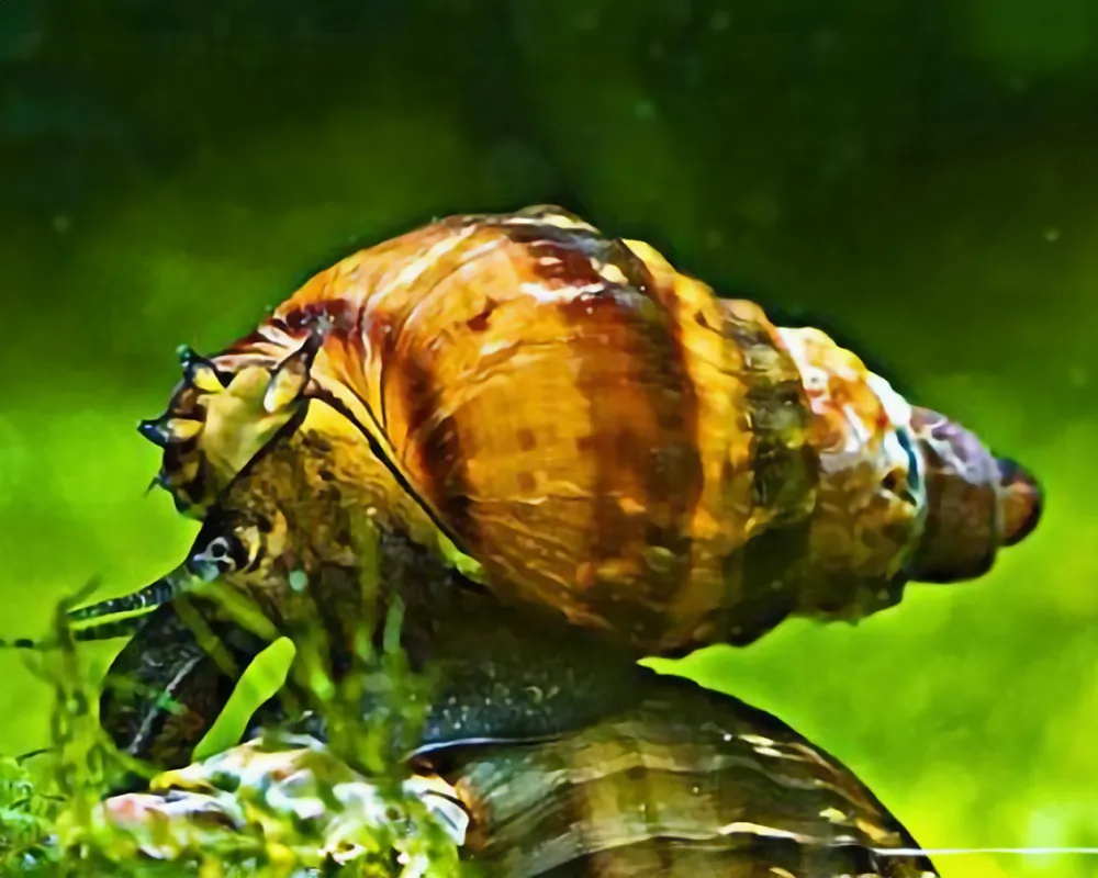 Tarebia granifera (Quilted Melania / Nöppi Snail)