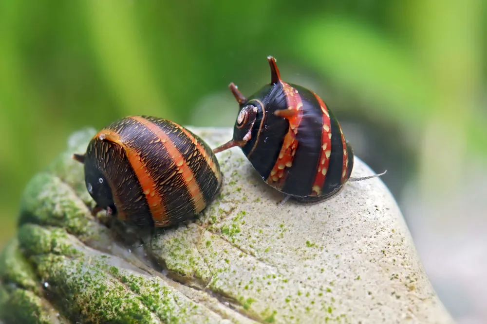Clithon sowerbianum (Red Venom Horned Snail)