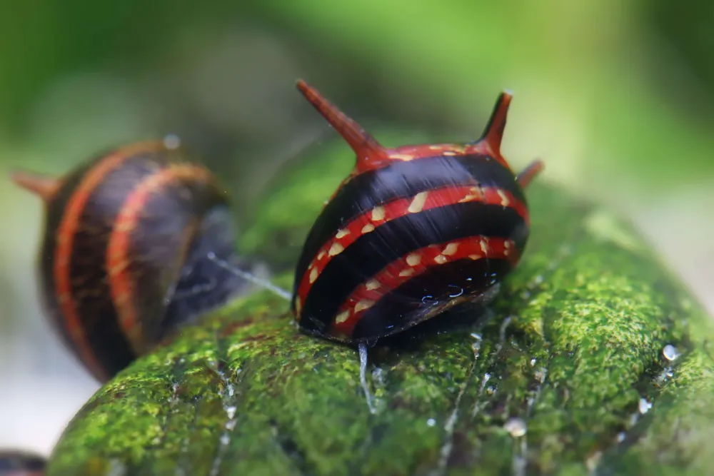 Image of geweihschnecke red venom clithon sowerbianum
