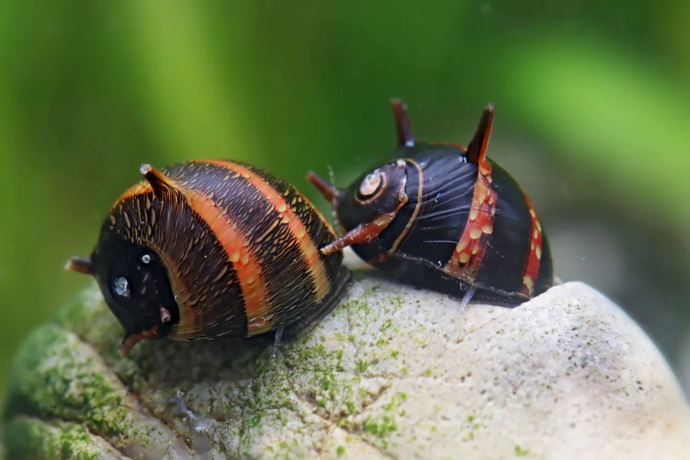 Image of geweihschnecke red venom clithon sowerbianum