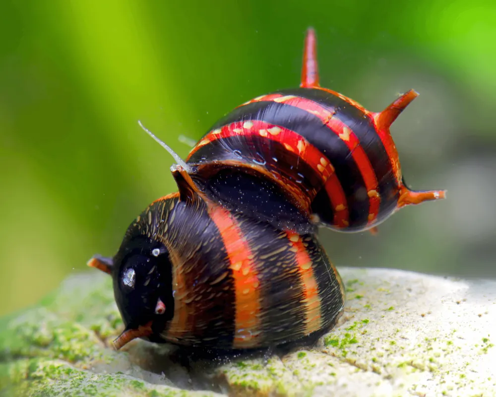 Image of geweihschnecke red venom clithon sowerbianum