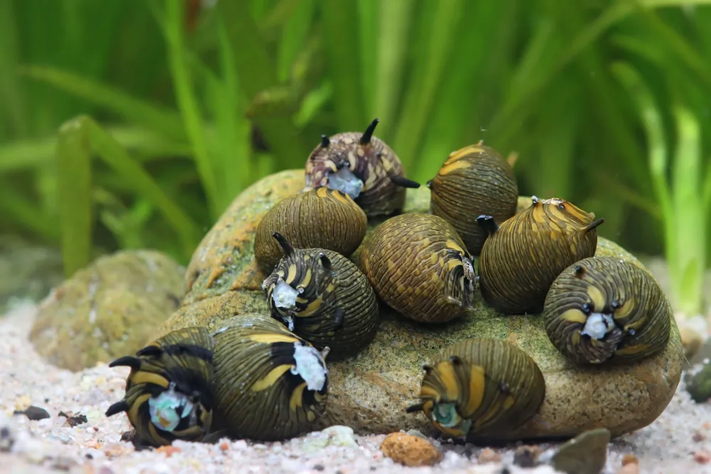 Clithon corona (Sun Horned Snail)