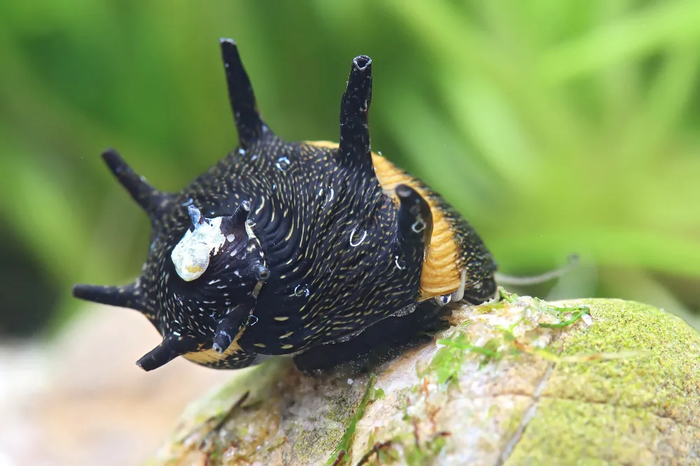 Image of geweihschnecke sun clithon corona