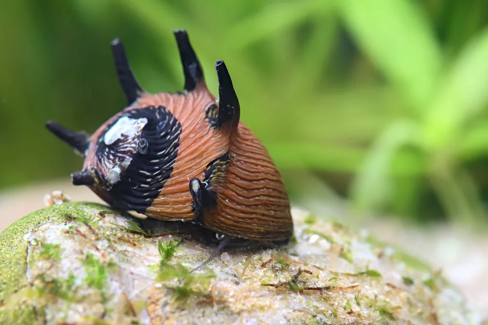 Image of geweihschnecke sun clithon corona