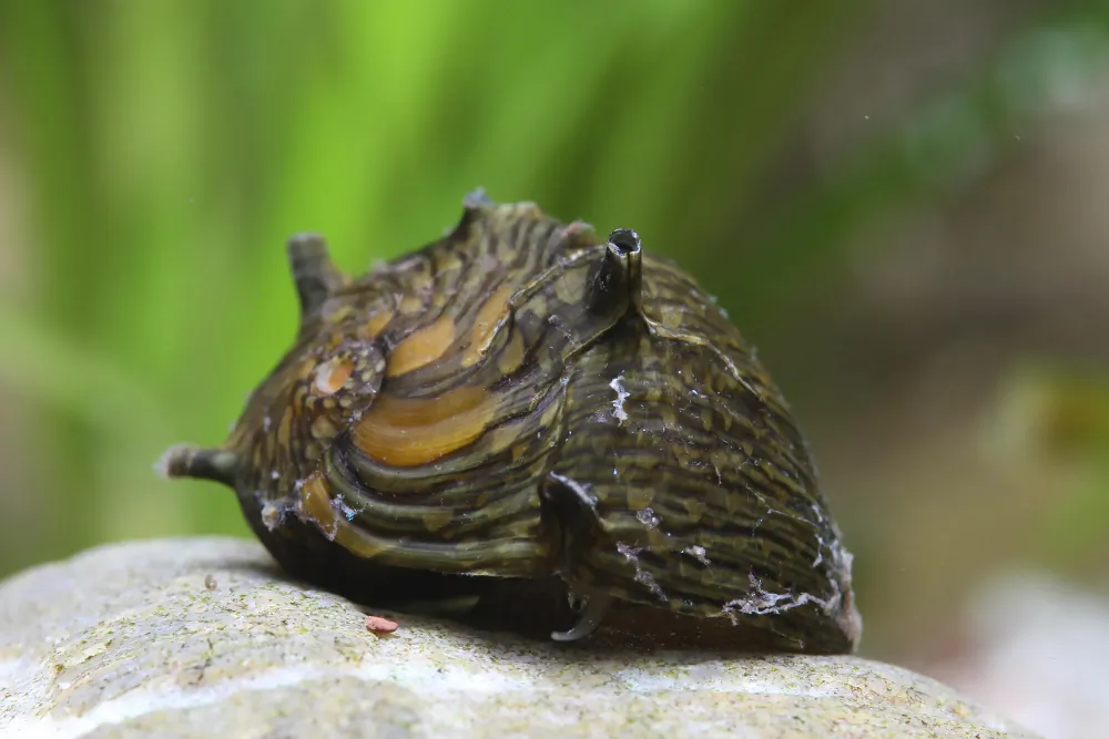 Image of geweihschnecke sun clithon corona