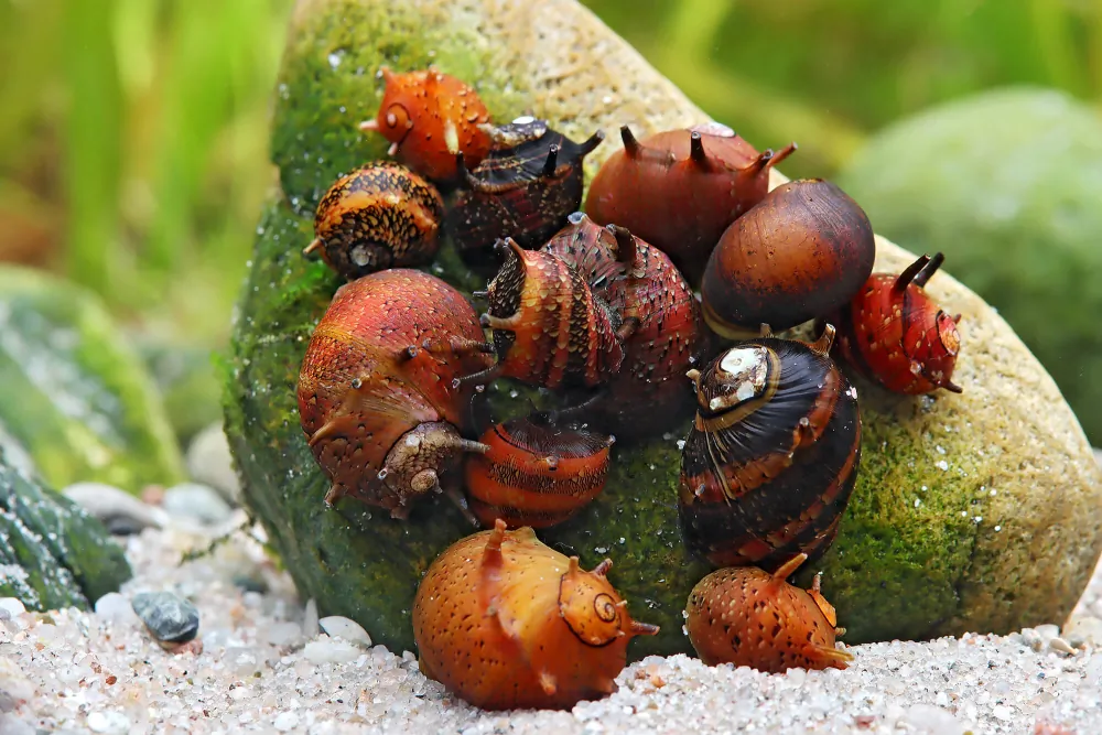 Clithon sowerbianum (Volcano Red Horned Snail)