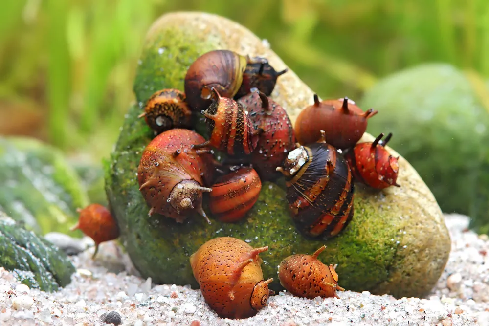 Image of geweihschnecke volcano red clithon sowerbianum
