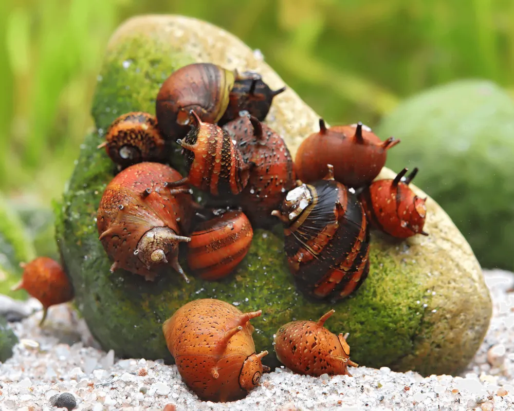 Image of geweihschnecke volcano red clithon sowerbianum