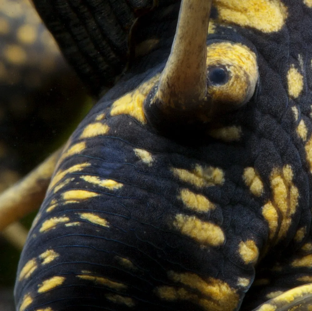 Tylomelania towutensis (Gold Spotted Rabbit Snail)